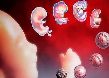 Плод развивается в сверчистой воде