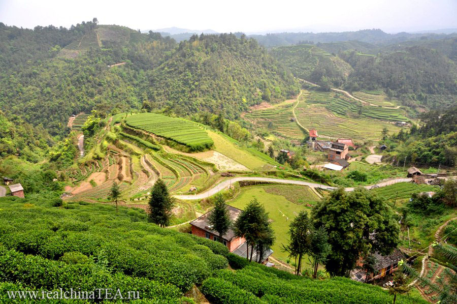 Плантации белого чая рядом с деревушкой Байлю Цунь (柏柳村). Этот кадр был сделан сегодня утром.