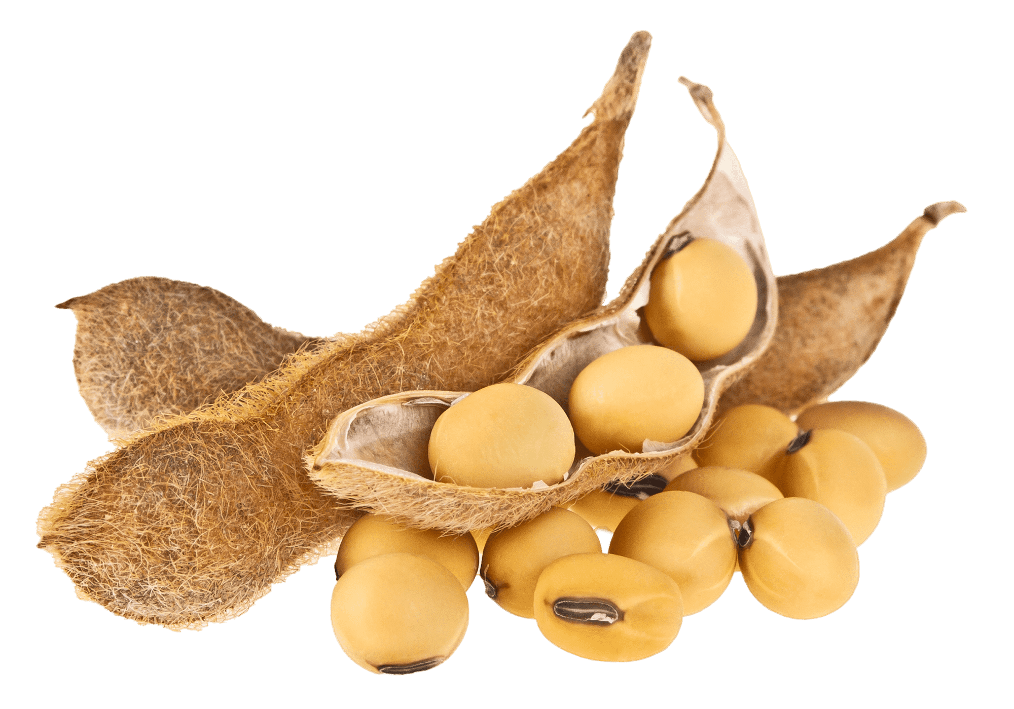 Нормы внесения Гумифулин и Органол для лука