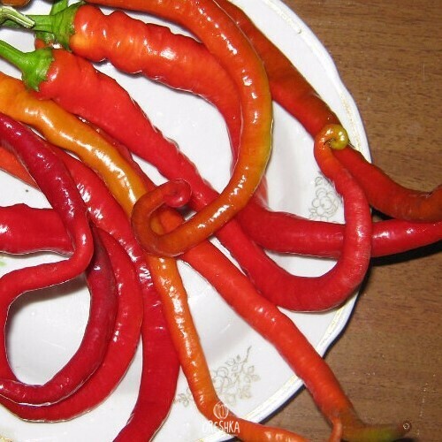 Seeds of Hot pepper Snake (Capsicum) — 5 pcs