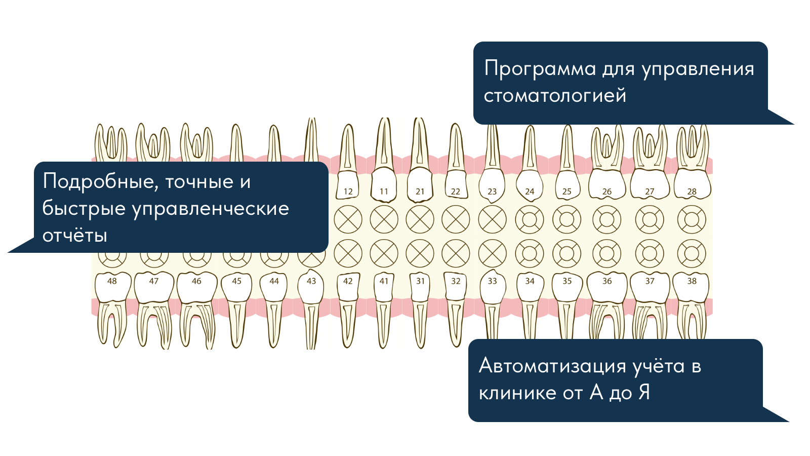 зубная формула в мис 