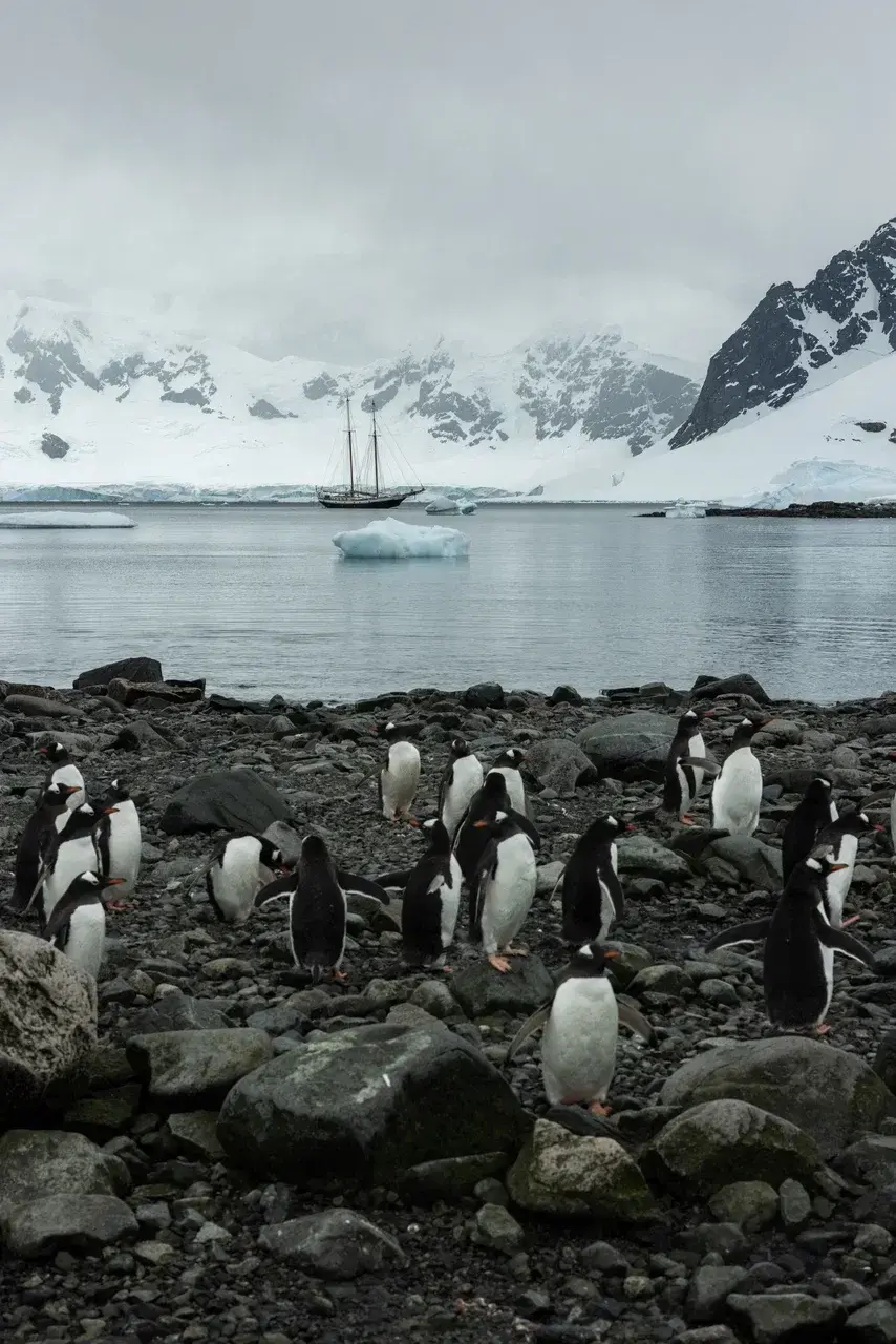 Gentoo penguin colony on the Antarctic coast with a sailing yacht anchored among glaciers and icebergs.