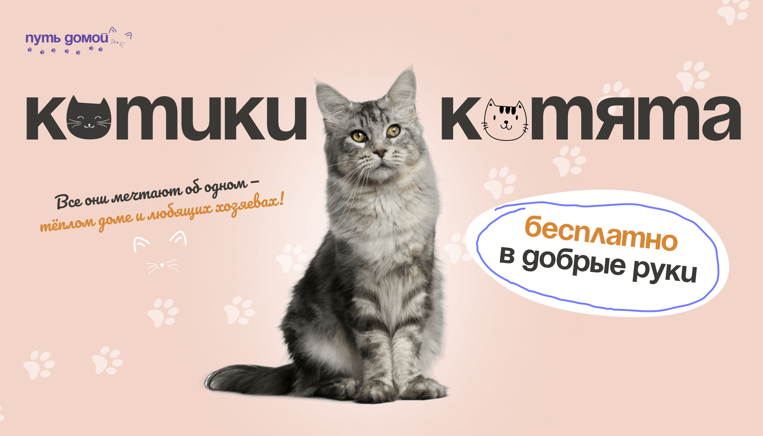 Приют для котов, кошек, котят в Москве - Путь домой