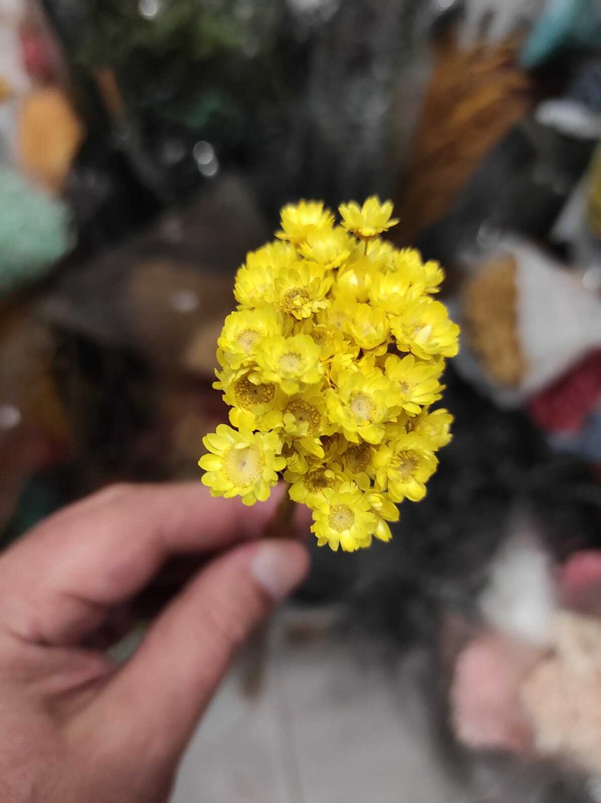 гликсия сухоцвет купить