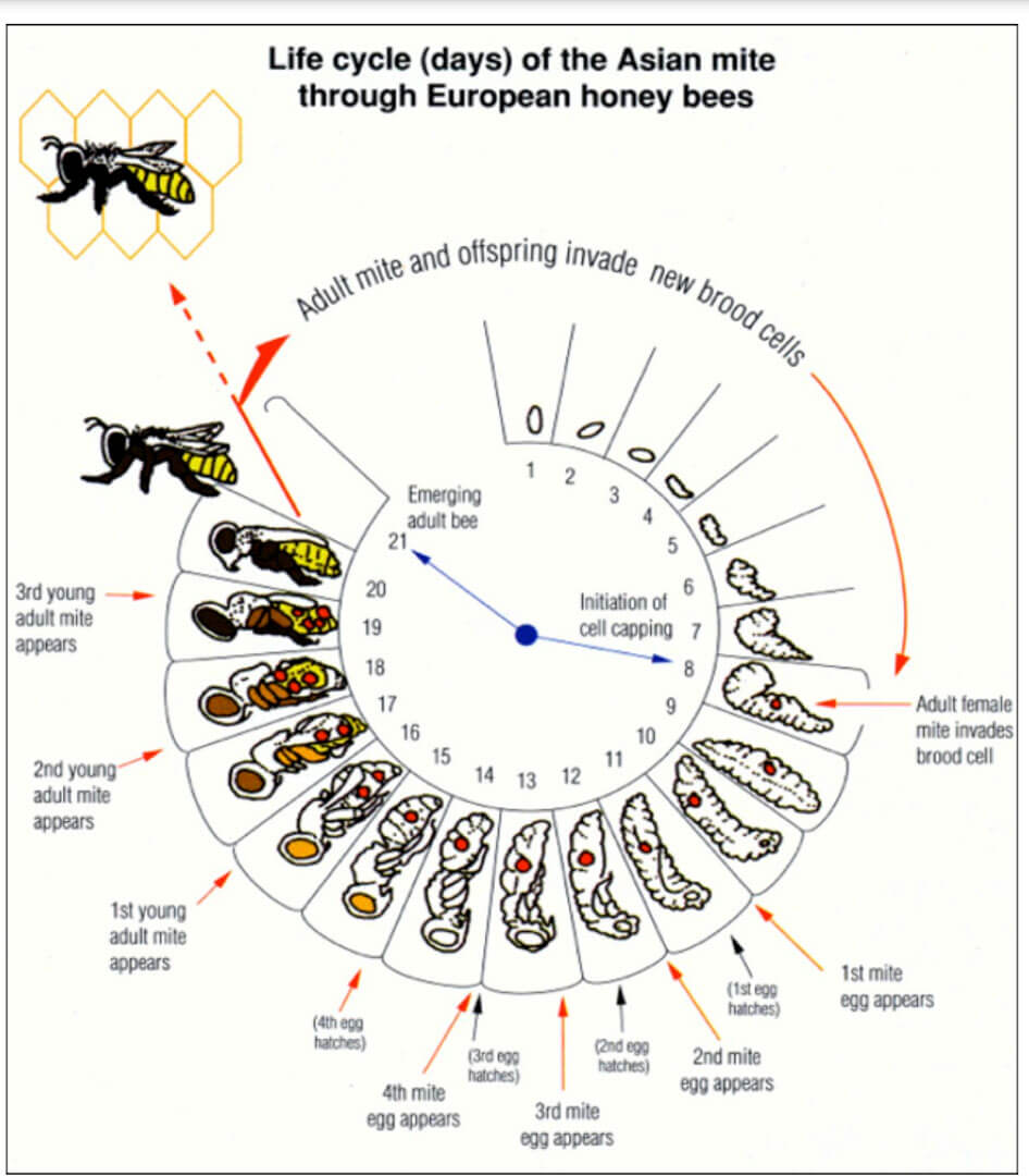 Таблица развития пчел. Цикл развития пчелиной матки схема. Жизненный цикл развития пчелы. Цикл личинки пчелы. Стадии развития пчелы схема.