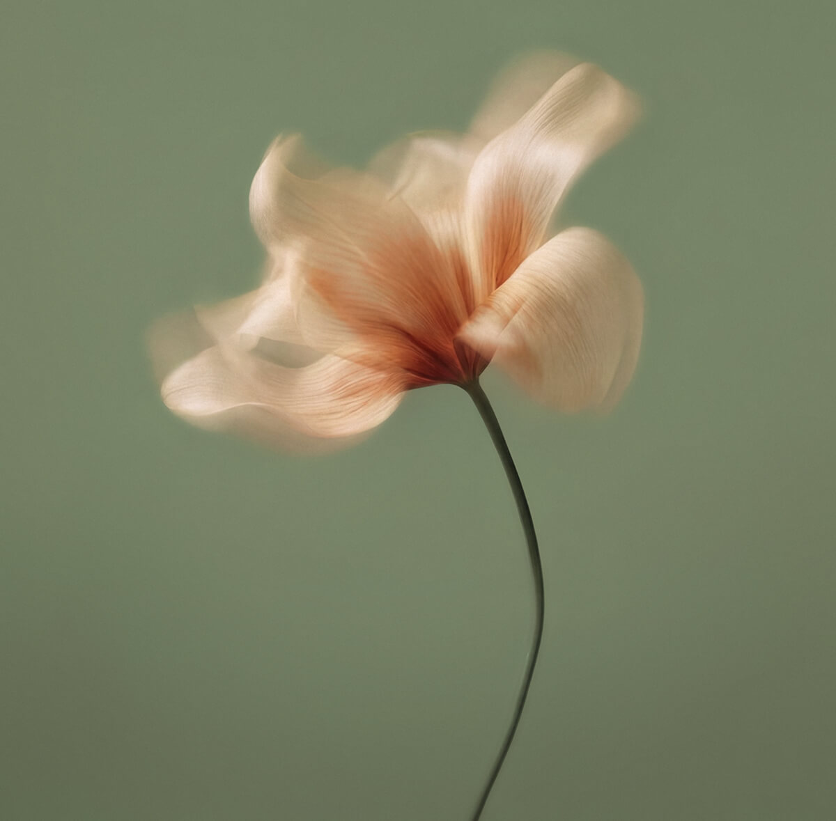 soft flower on green background for RENÉE CAFÉ visual identity