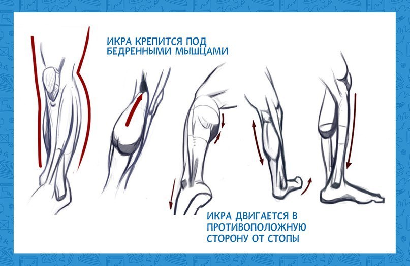 Связки на ноге схема