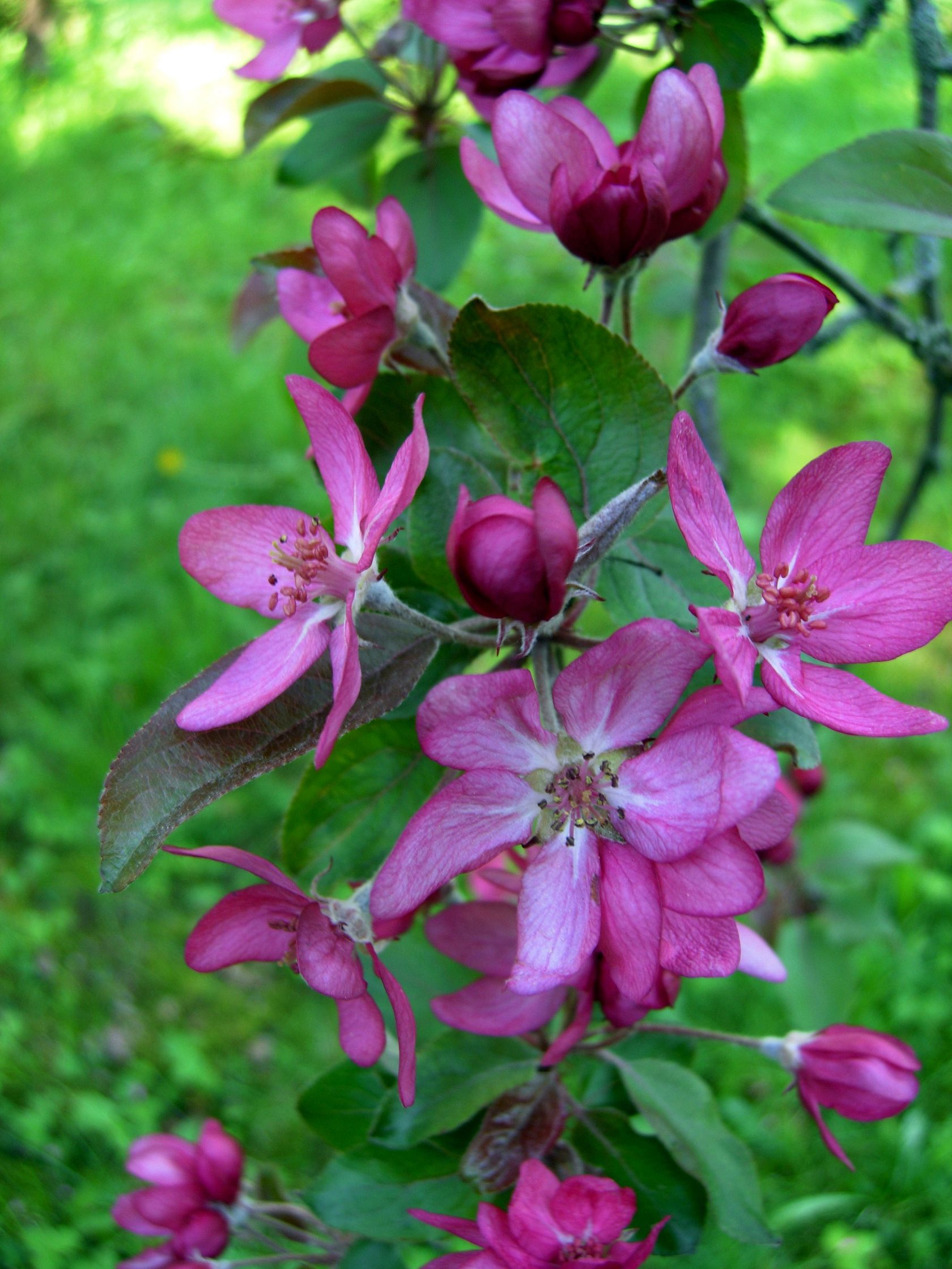 Яблоня пурпурная роялти фото и описание