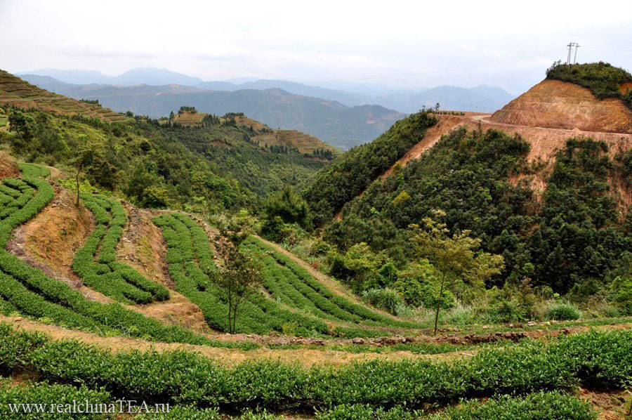 Это все Тегуаньинь! Красивейшие чайные плантации Тегуаньинь.