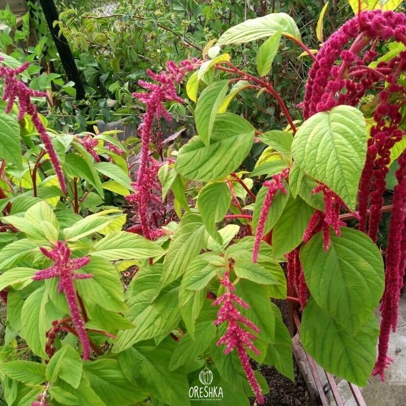 Seeds of slender amaranth (red amaranth) (Amaranthus) — 50 pcs