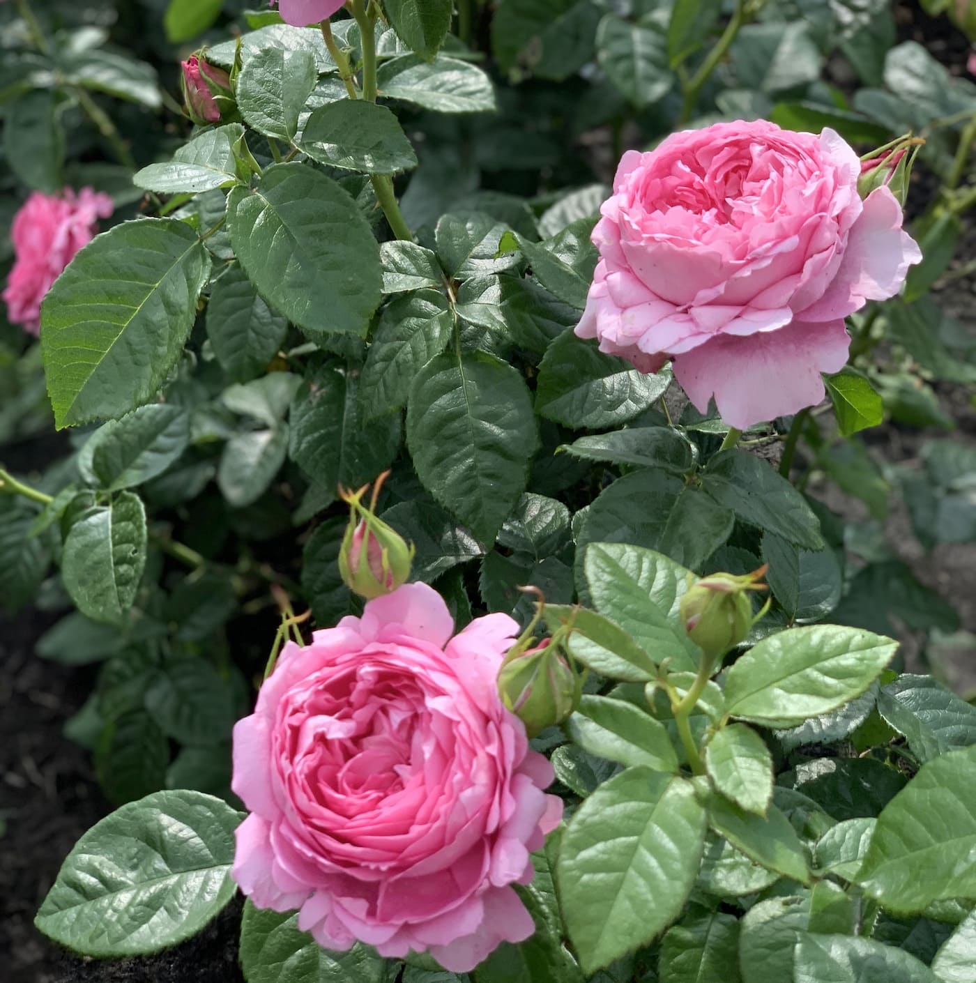 Шанталь Мерье (Chantal Merieux)