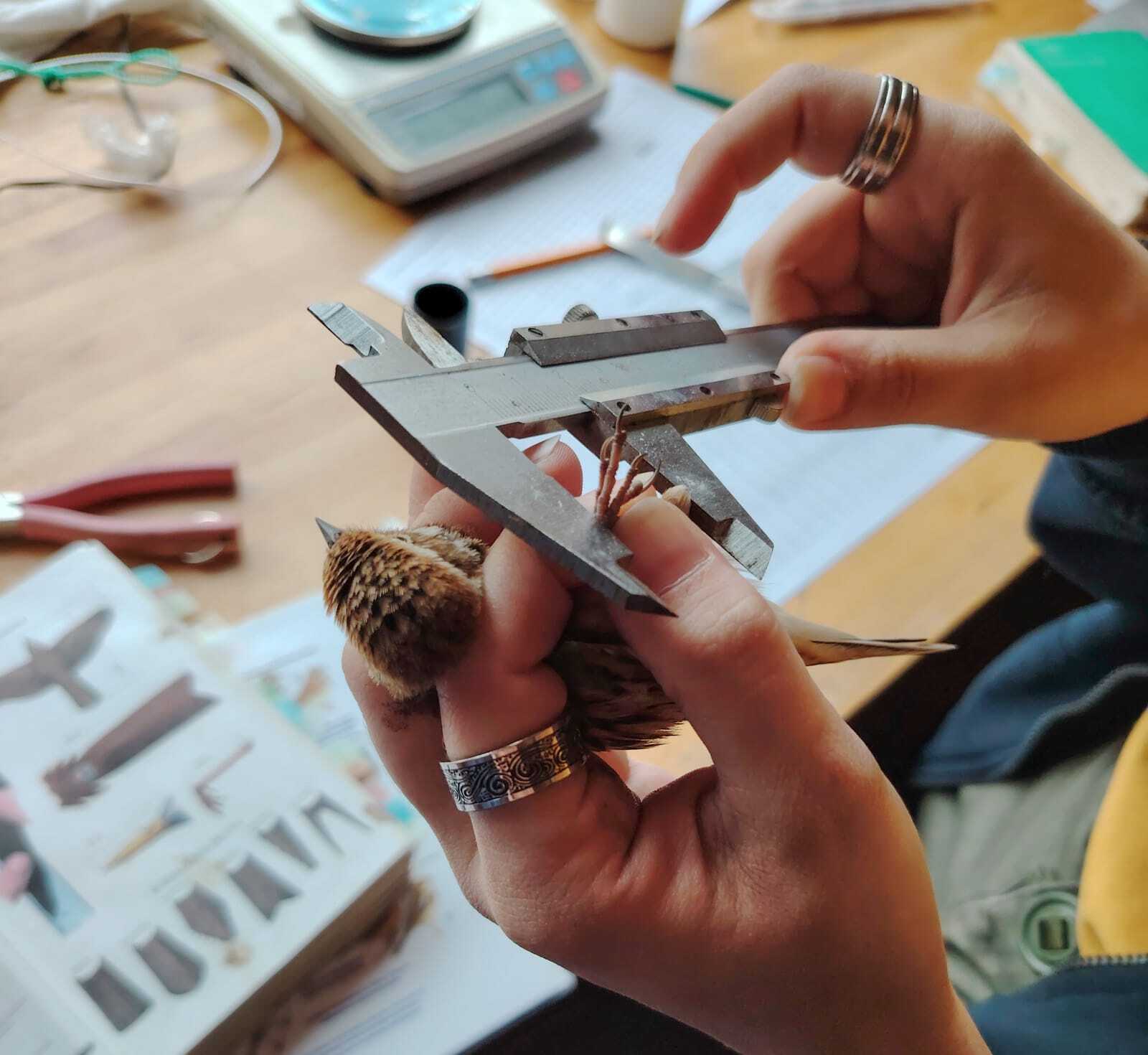 станция кольцевания птиц «Байкальская»