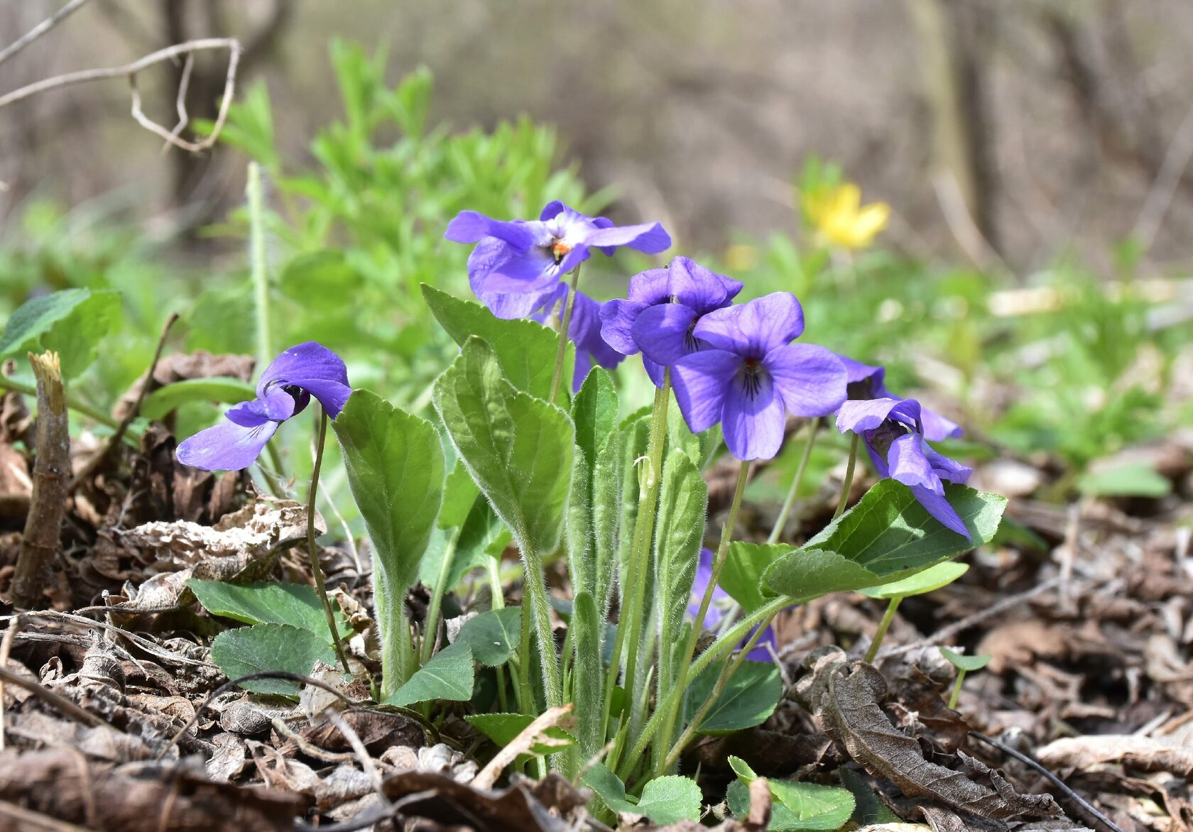 Viola hirta L. – Фиалка опушённая
