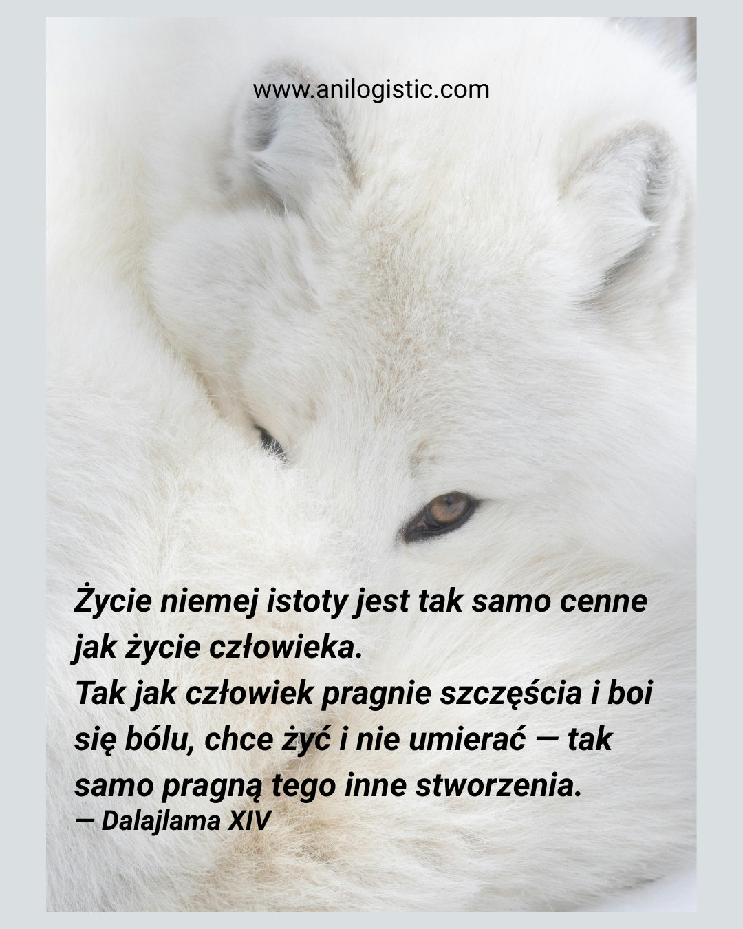 Europa wybiera wolność, a nie futro. Przyszłość mody — bez bólu i klatek.