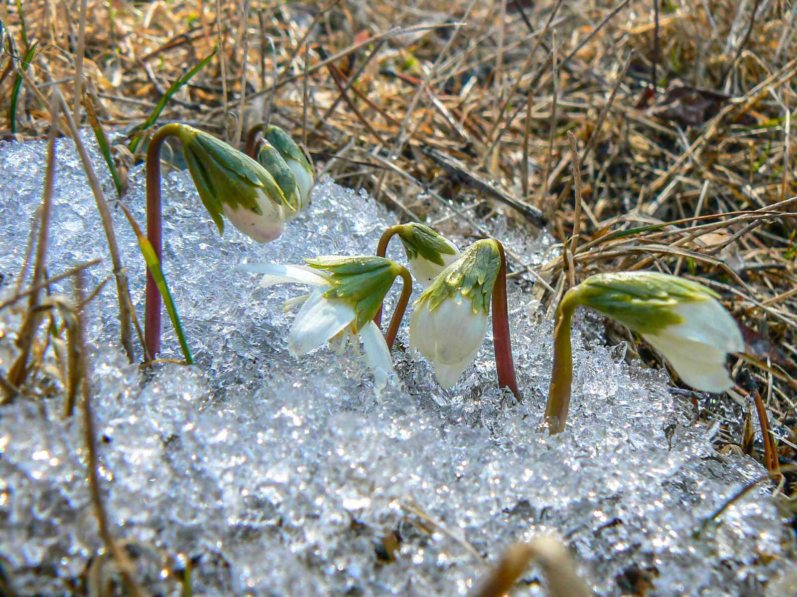 Цветы Байкальского заповедника