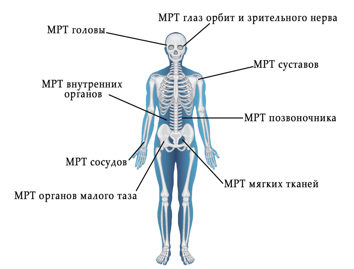 Отделы позвоночника для мрт схема