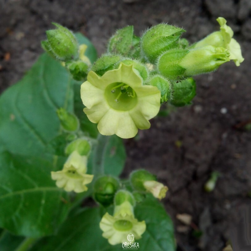 Cigar tobacco Nicotiana rustica seeds