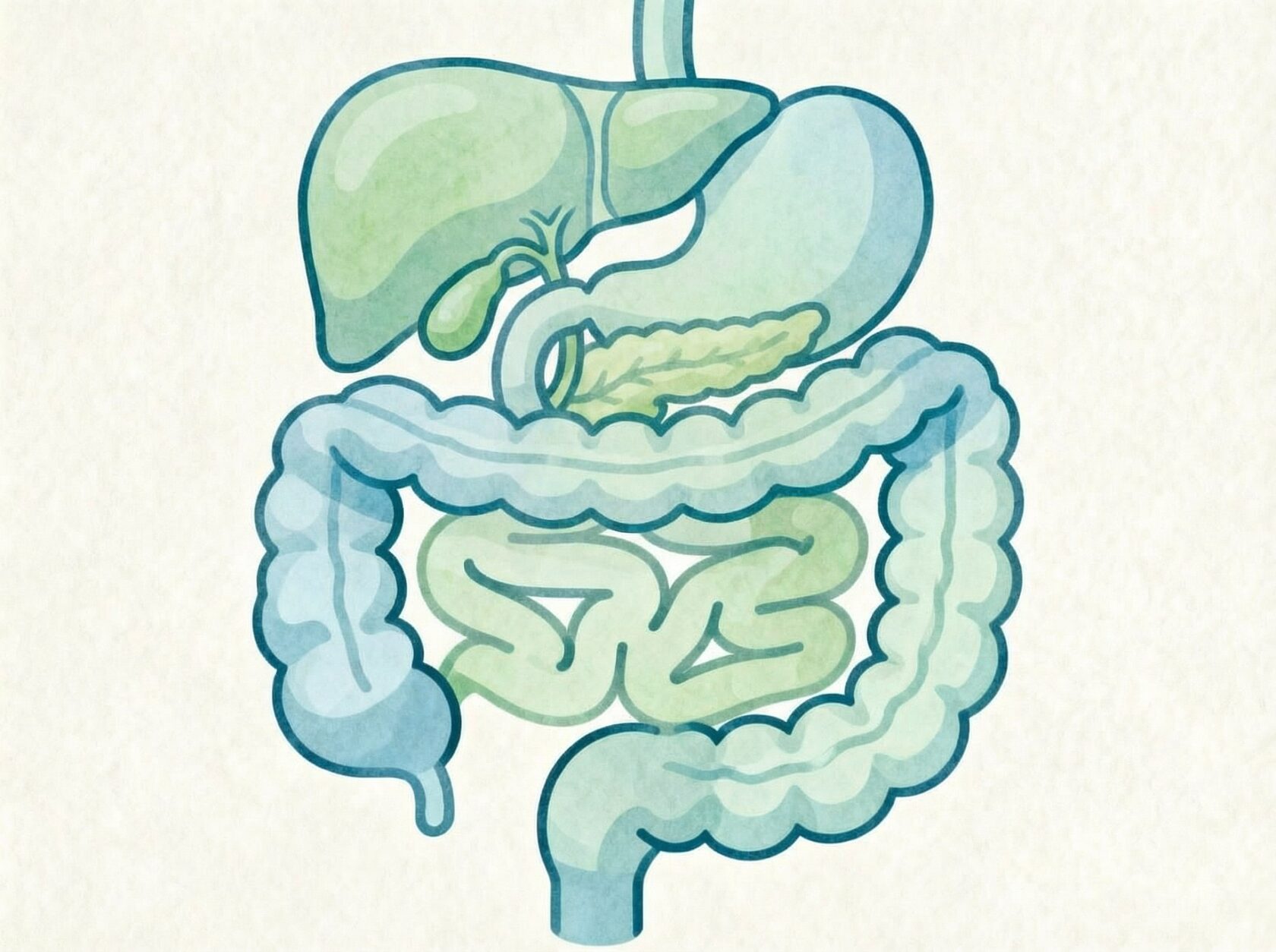 Пищеварение и ЖКТ