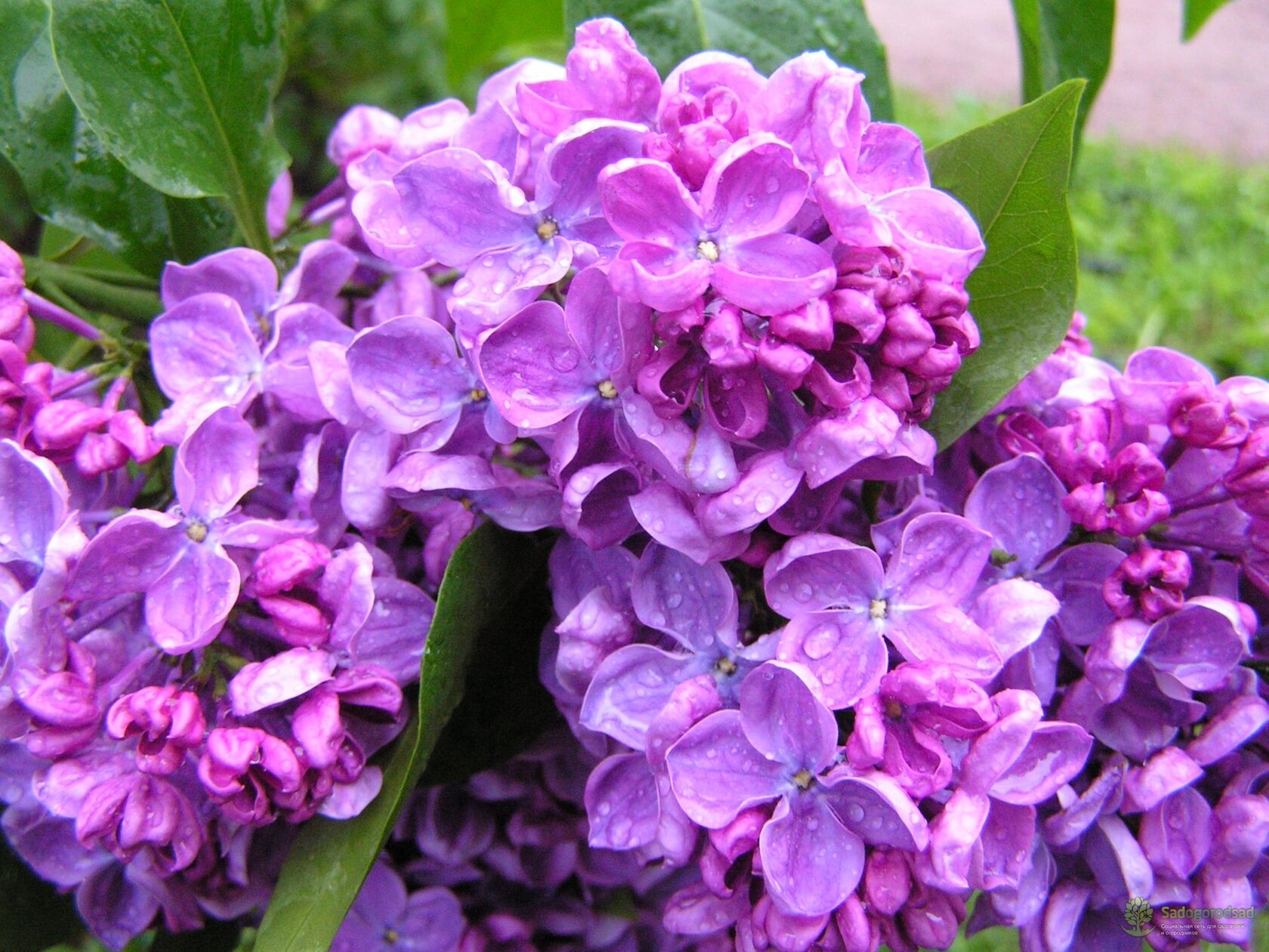 Сирень махровая