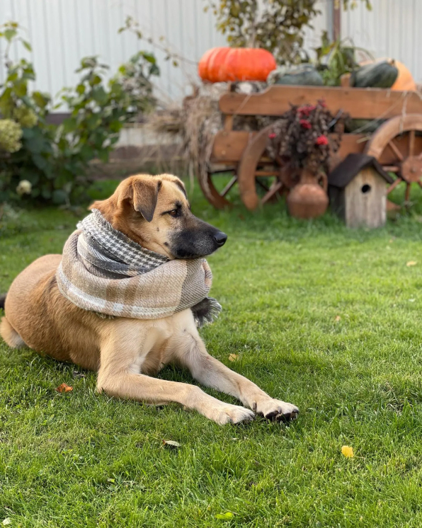 Зоогостиница