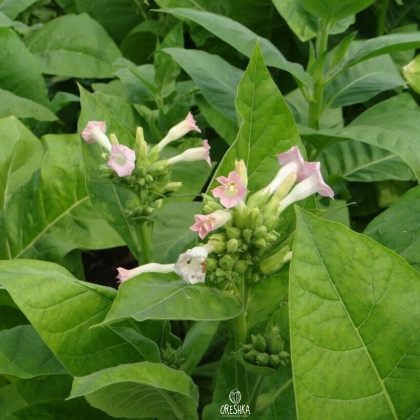 Seeds of Tobacco Tennessee Burley (Nicotiana tabacum) — 300 pcs