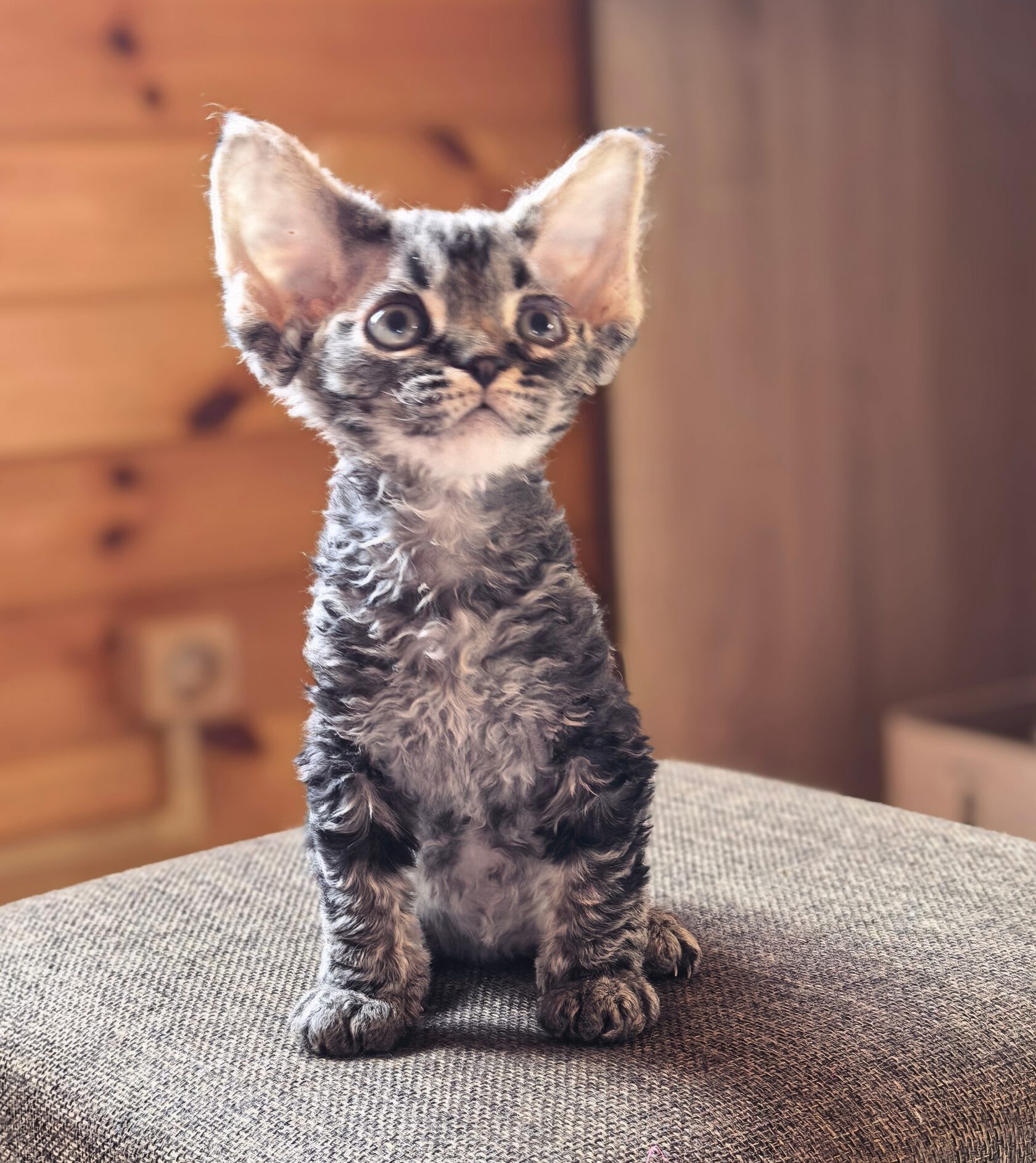 Котёнок