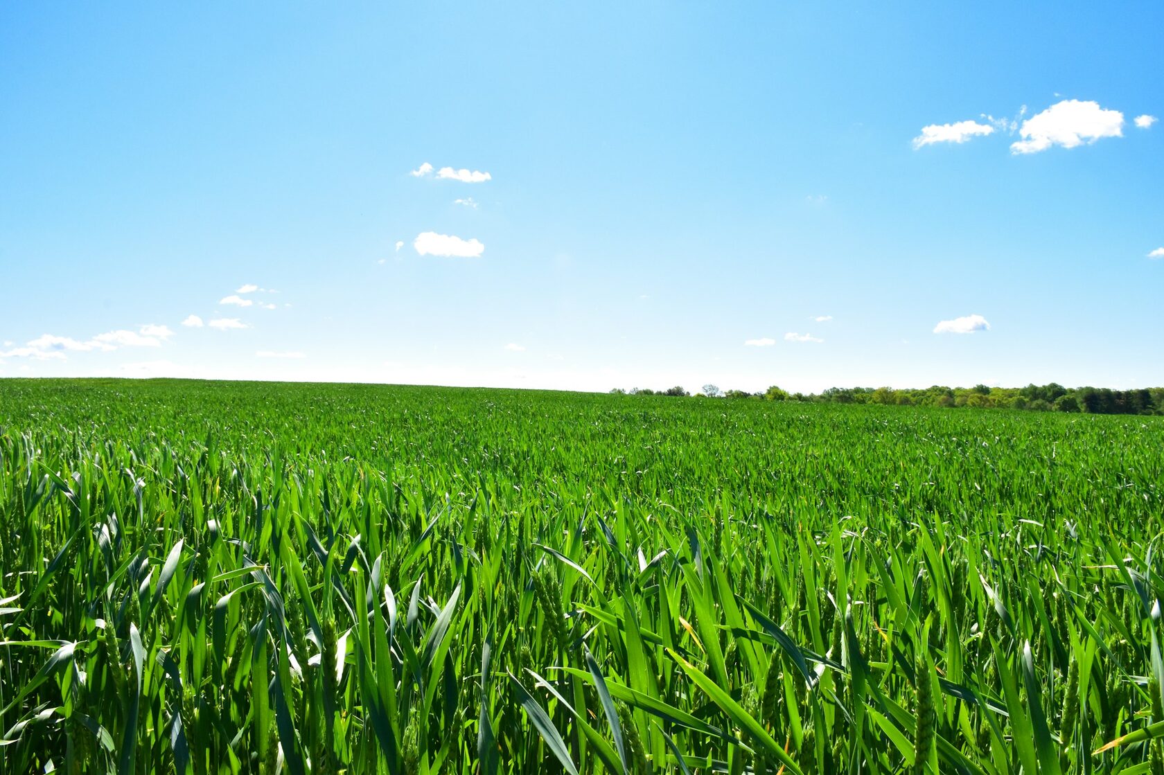 Farm crops