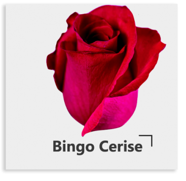 Сорта вишневого цвета Bingo Cerise