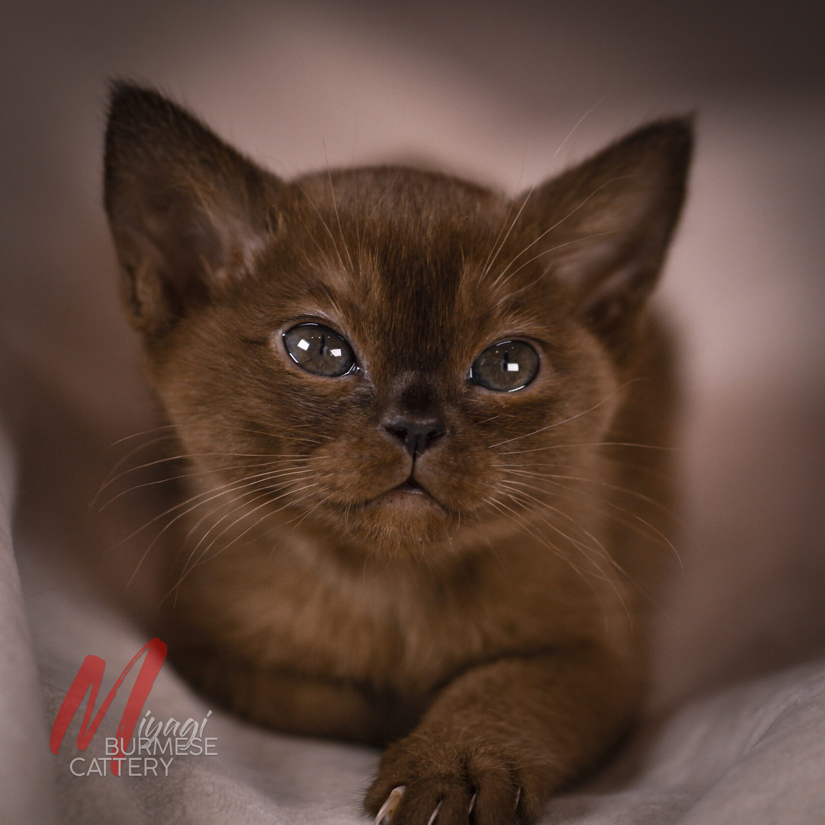 Котенок бурмы соболиный