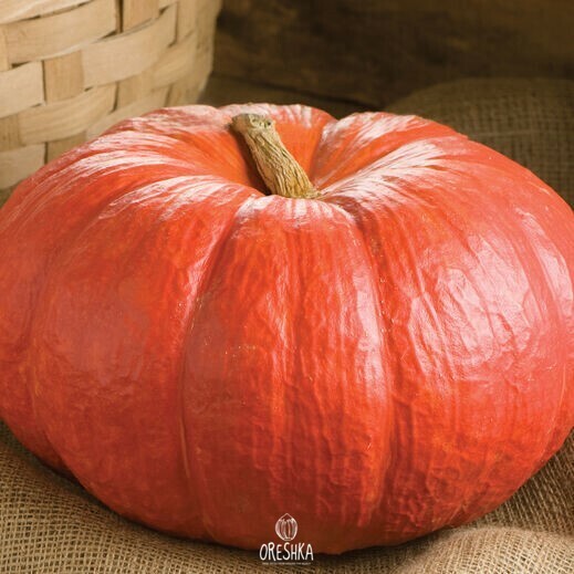 Seeds of Pumpkin (Cucurbita) — 5 pcs