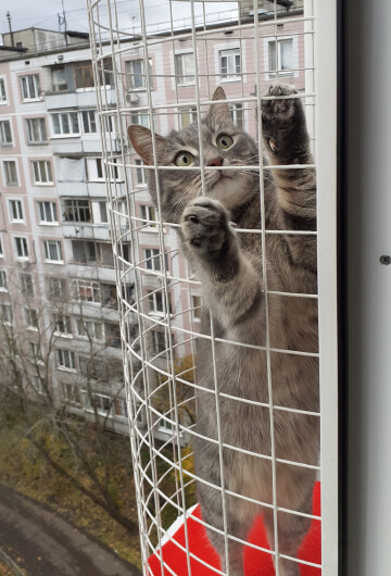 В балконе кошек «Васька» стоит кот