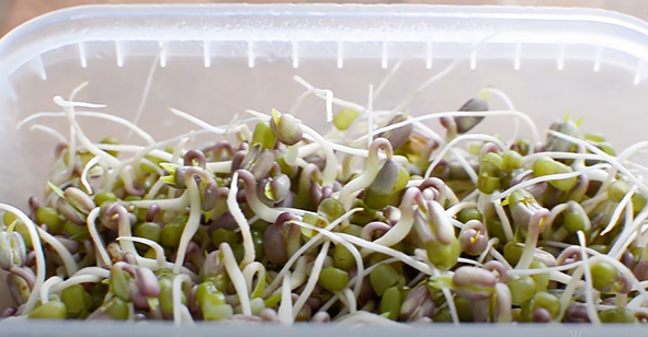 Проращивание зерен ионизатором воды