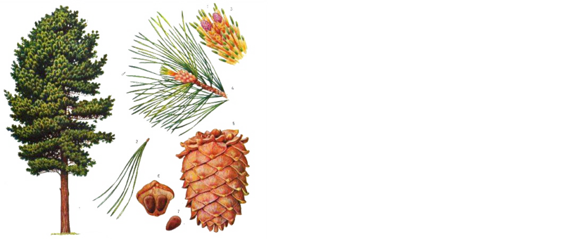 Валерий Уваров Пирамиды наследие богов, Кадуцеи Гора, Кадуцеи Ба-Ка, Жезлы Гора, Цилиндры фараона, Жезлы Египтян, Жезлы Ра