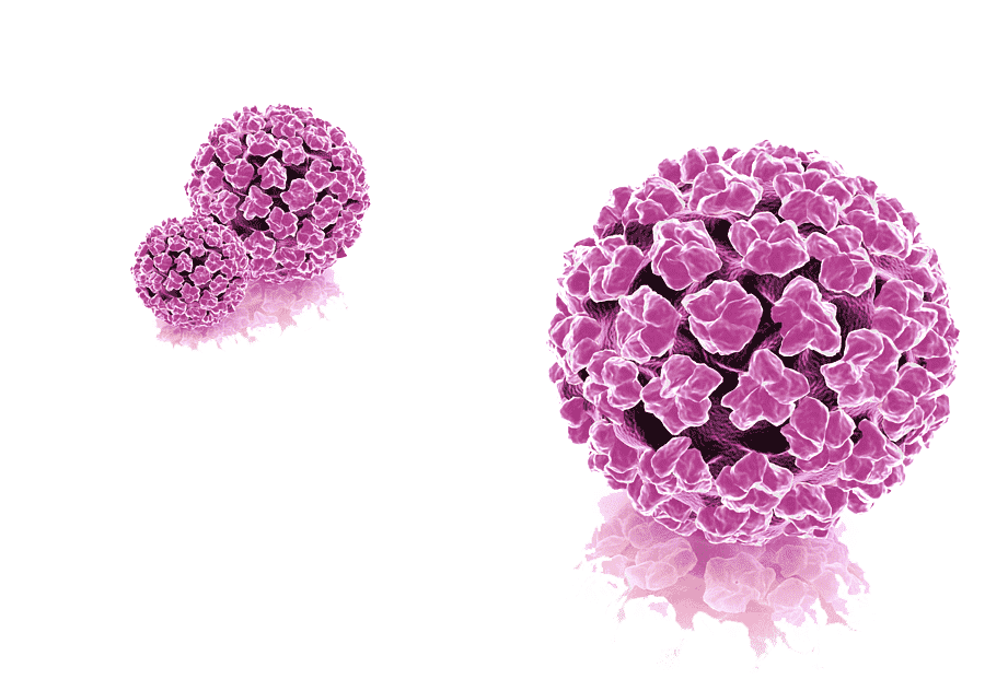 Вируса папилломы hpv. Вирус папилломы человека без фона. Вирус папилломы человека на белом фоне.