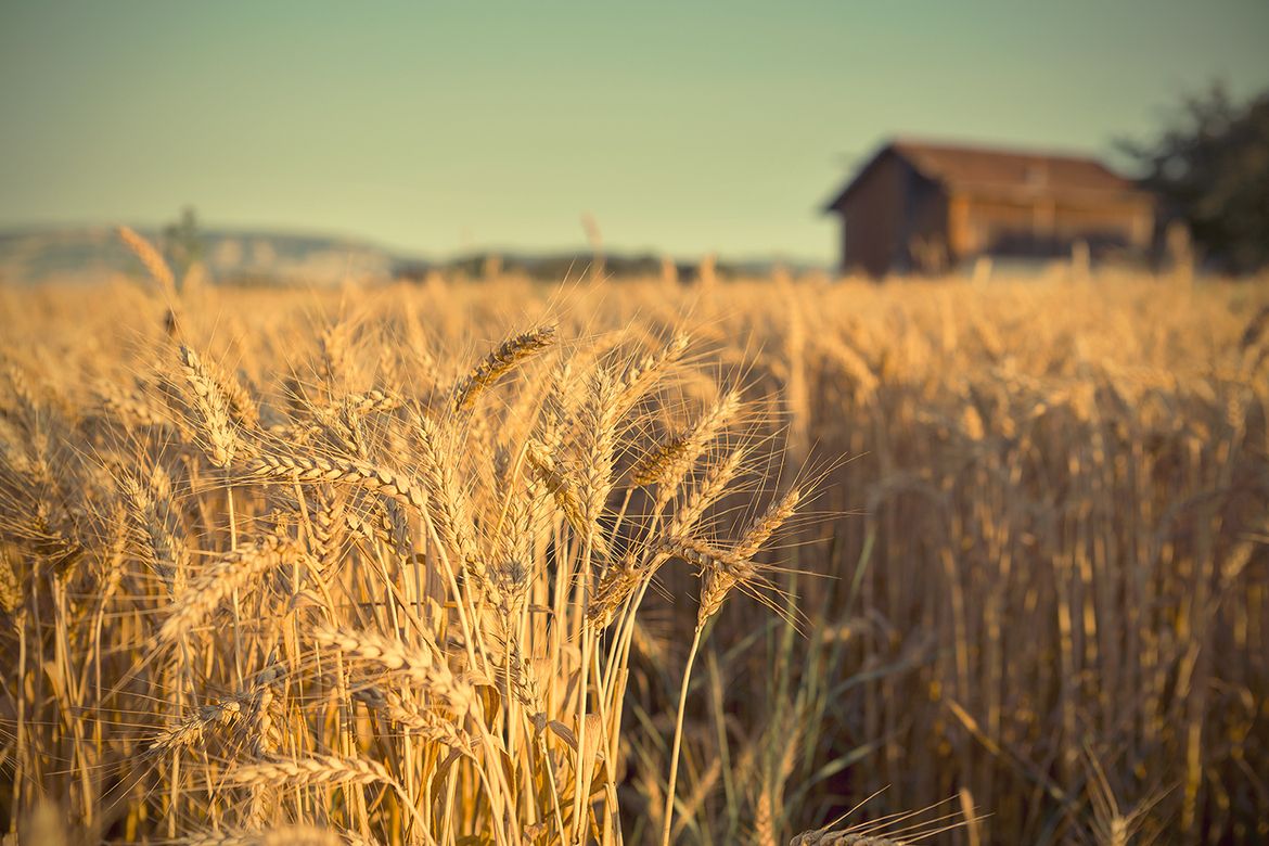 Поле деревня. Дорога в поле. Пшеничное поле. Деревня рожь. Хлебные поля удмуртии.