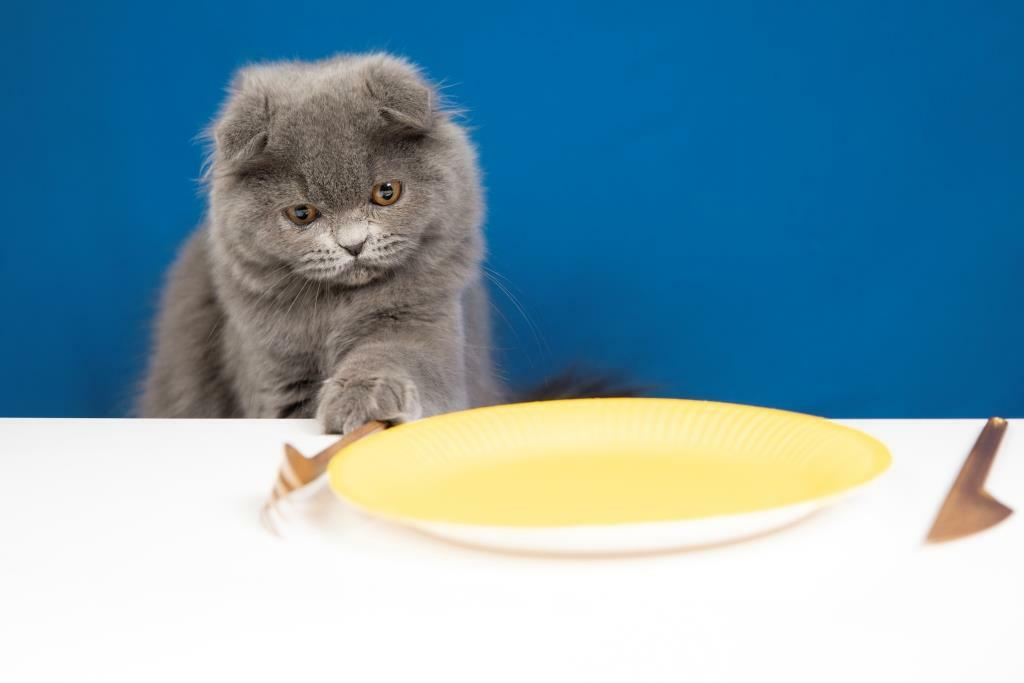 Почему кошка не ест новый корм