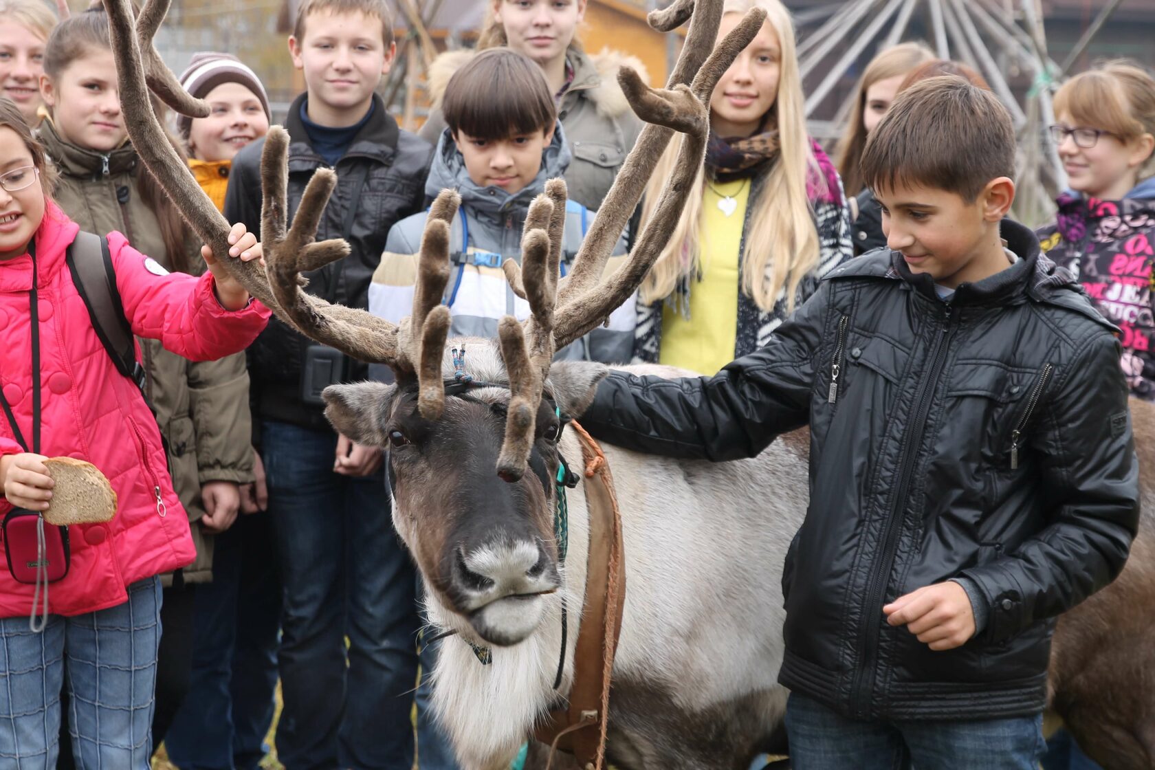 Оленья ферма киржач. Zoooleni в Рузе Оленья ферма. Оленья ферма в Подмосковье в Рузском. Оленья ферма в Анциферово.