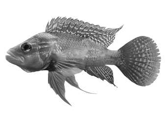 курс по нейросетям, курсы по нейросетям, курс по midjorney, курсы midjorney, курсы по нейросетям для начинающих, курсы по работе с нейросетями, обучение нейросетям, ии курсы, midjourne нейросеть, как использовать миджорни, как работать в миджорни