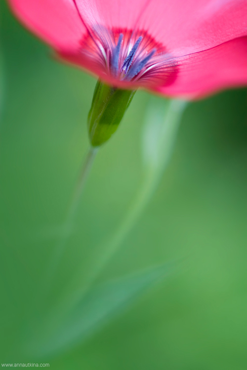 macro, macro flower, macro art, anna utkina, photography, macrophotograpy, floral art, макро, макрофотография, анна уткина