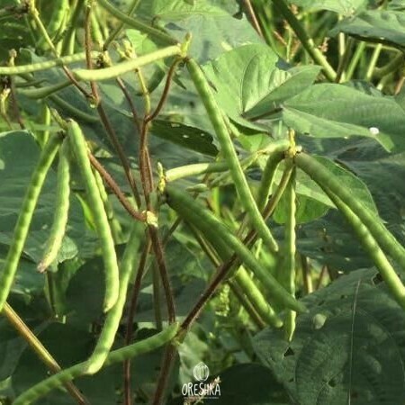 Seeds of Mung bean (Vigna radiata) — 50 pcs