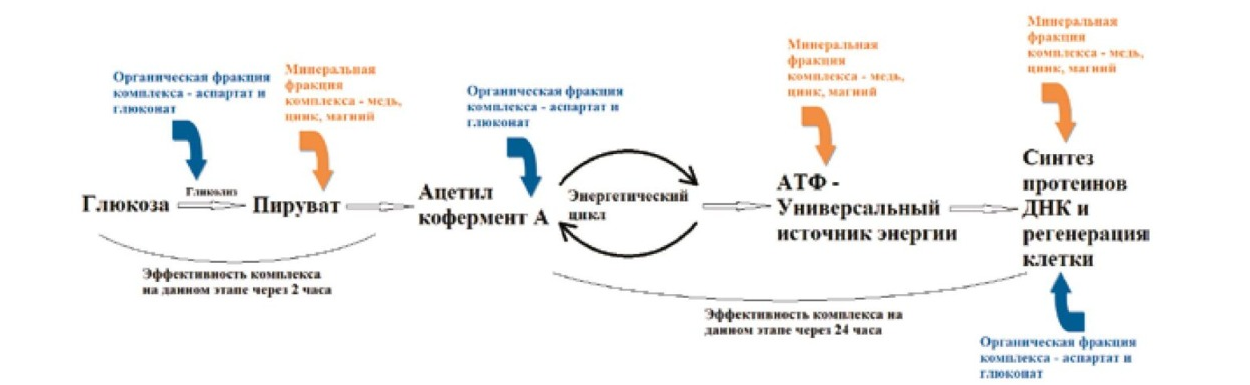 Схема действия мульти-минерального комплекса на этапы энергетического каскада клетки