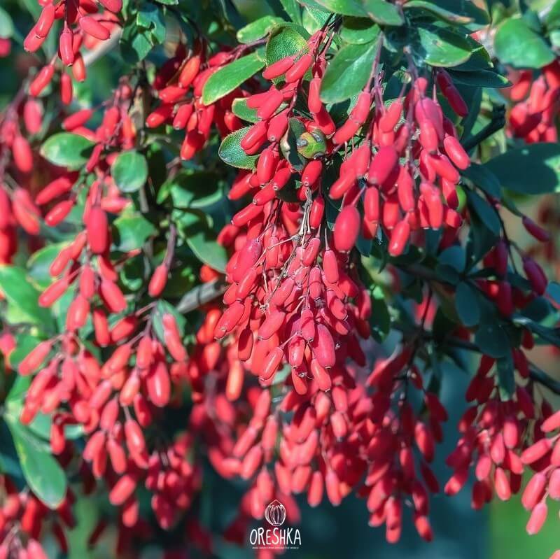 Seeds of Common barberry (Berberis) — 15 pcs