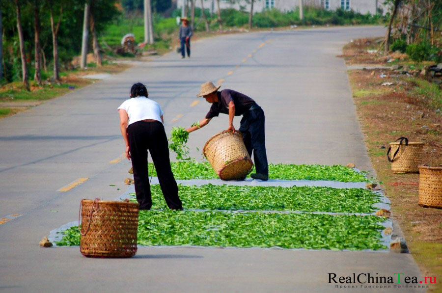Как сушат чайный лист в Китае