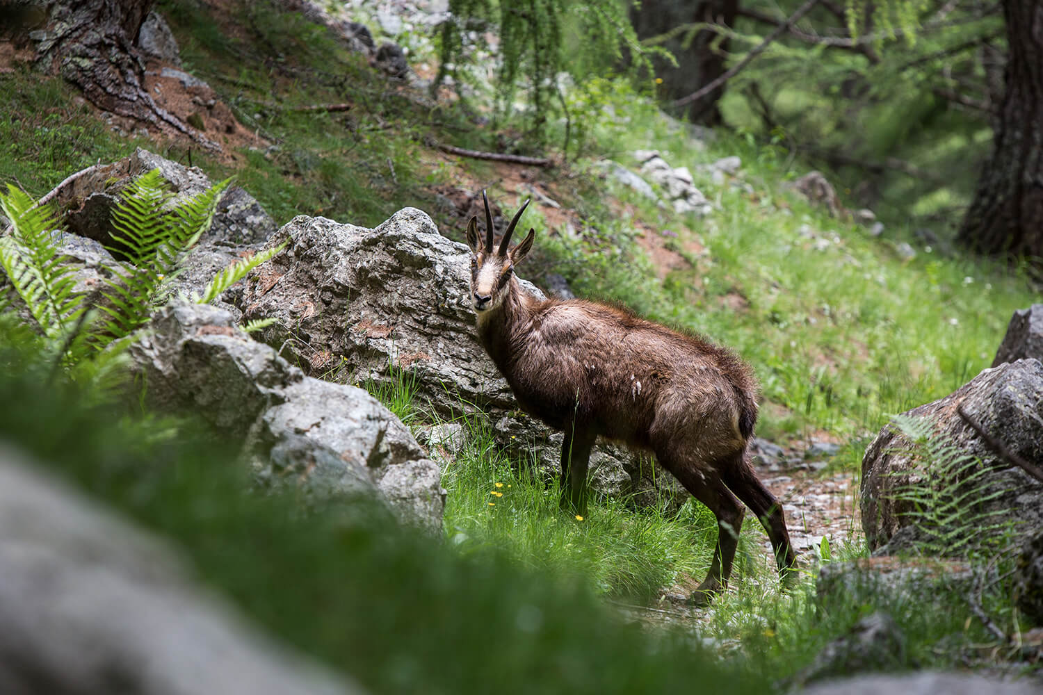 nature, photography, tayka, animals, landscapes, chamois