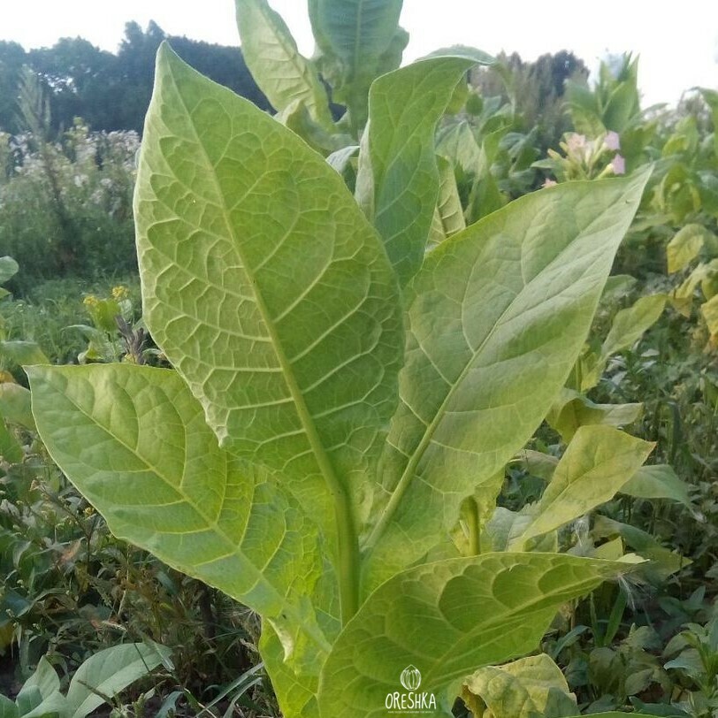 Seeds of Tobacco Alma-Ata 315 (Nicotiana tabacum) — 300 pcs