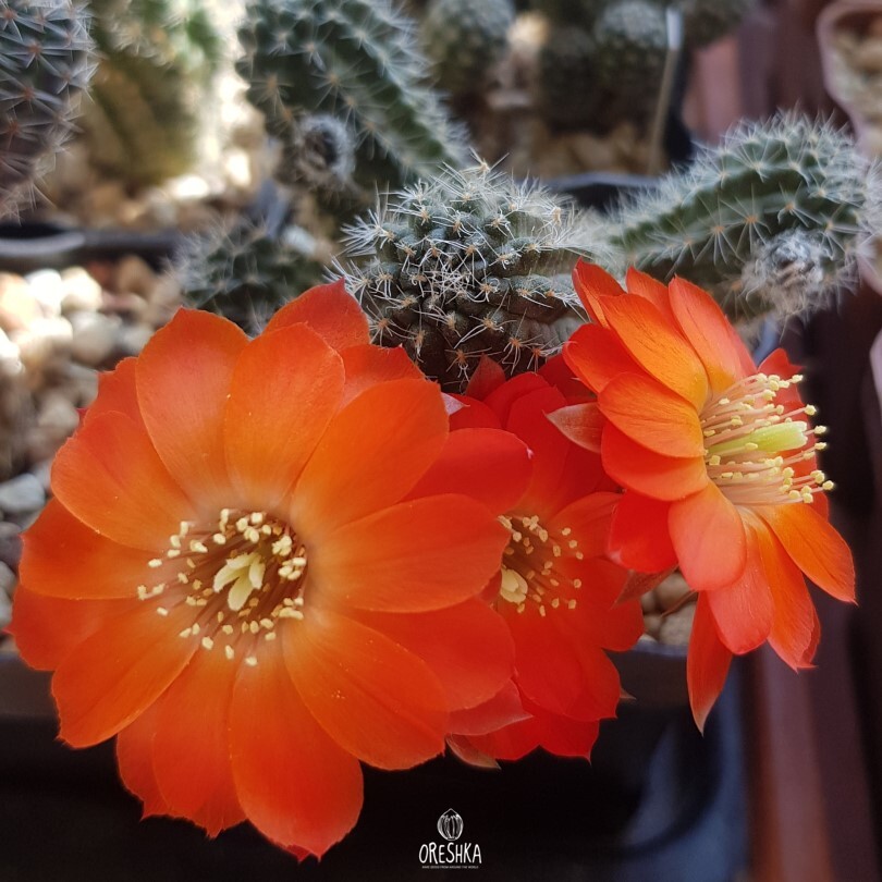 Seeds of Cactus Mediolobivia cincinnata WR 300 (Mediolobivia cincinnata WR 300) — 10 pcs