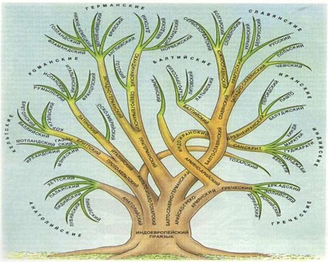 Языковое древо схема