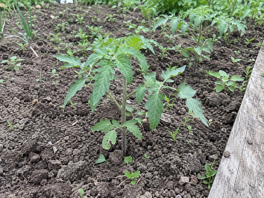 Recovered seedling after an ammonium succinate anti-stress drench
