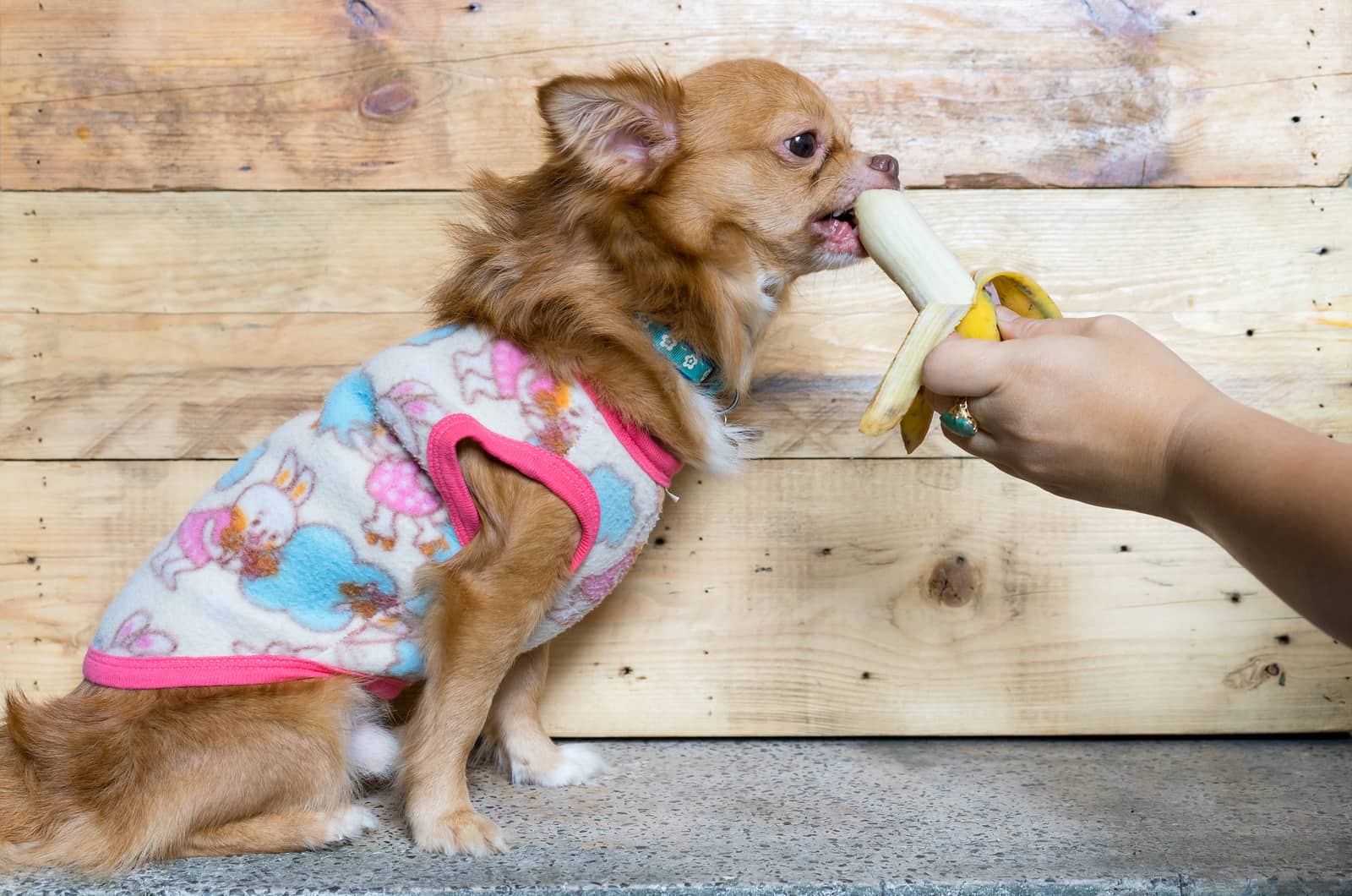Можно ли собакам бананы, советы ветеринара, можно ли банан собакам, банан собаке, банан щенку