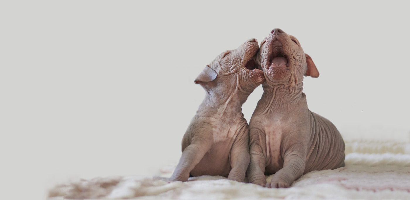 xolo, xoloitzcuintle